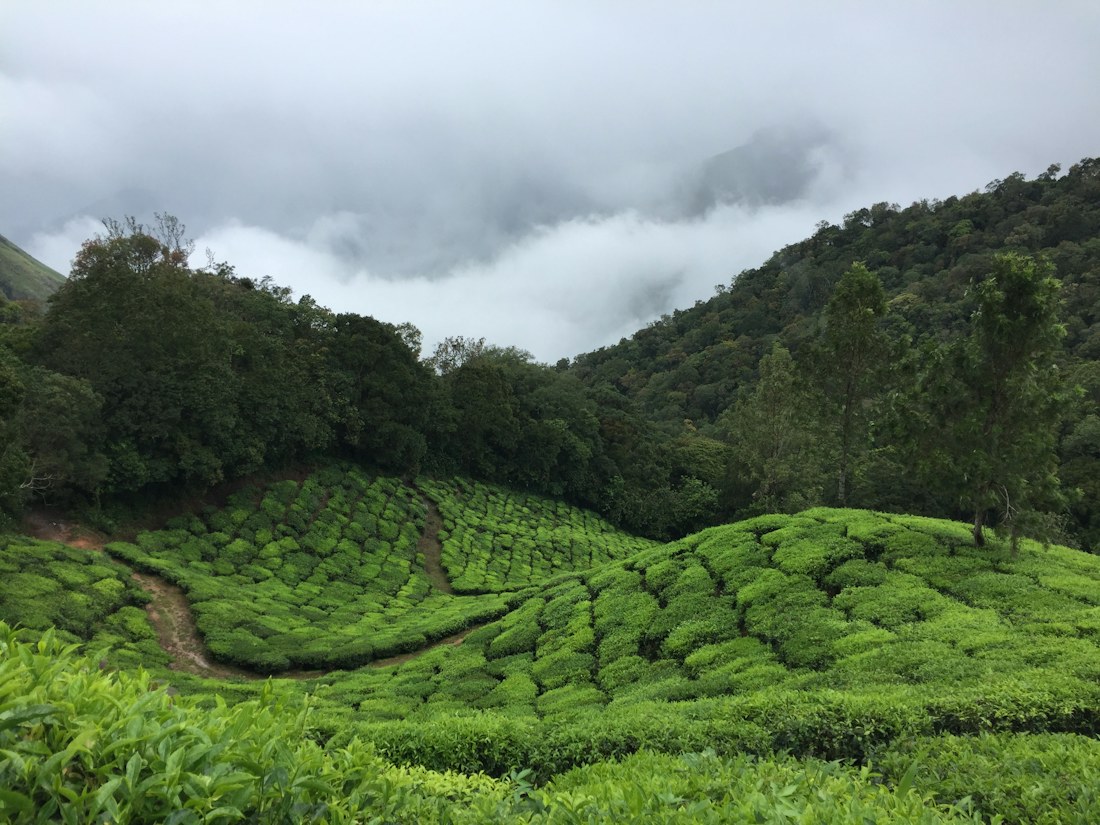 Rolling tea plantations in Munnar